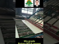 ขนาดทั้งหมดของหมุน Birch Veneer ความหนา 0.5mm ขนาด 2600 * 1300mm สําหรับเกรดผสม