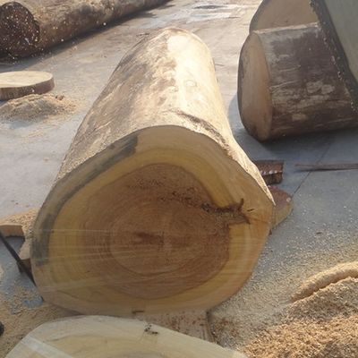 แผ่นวีเนียร์ไม้แอช Recon สีเหลืองตัดไตรมาส WA-H5061Q สำหรับประตู / Windws