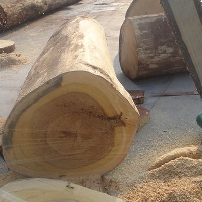 Exotic Engineered Maple ไม้วีเนียร์ไม้คิด X6223 พื้นผิวไม่สม่ำเสมอย้อมสีเทากำลังการผลิตที่ดีจากประเทศจีน