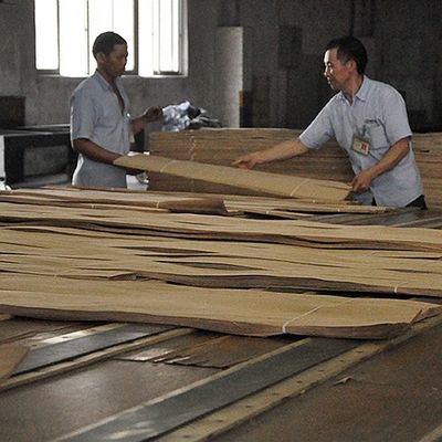 แผ่นไม้อัดเถ้าทาโมธรรมชาติความหนา 0.5 มม. สำหรับตกแต่งภายในรถยนต์และเครื่องดนตรี