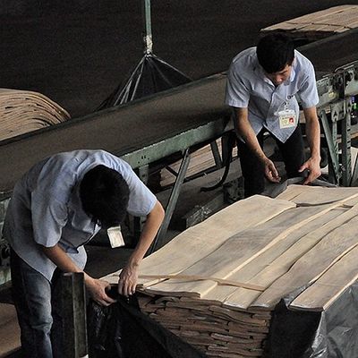 FSC Natural White Ash Burl Veneer ลายเกลียว Grain เกรด A สำหรับตกแต่งโรงแรม ความหนา 0.5-0.55mm