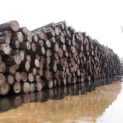 Pommele Grain Africa Natural Bubinga Wood Veneer 0.5mm สำหรับเครื่องดนตรี