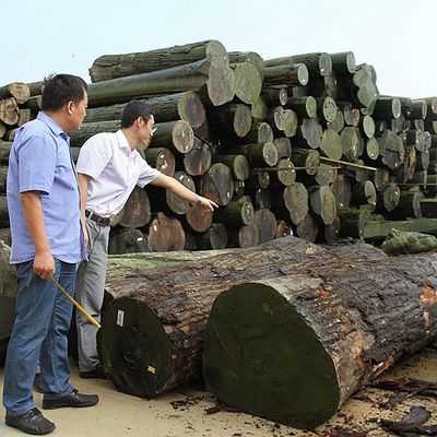 วีเนียร์ Prima Vera รูปทรงตรงไม่สม่ำเสมอสำหรับประตูและหน้าต่าง