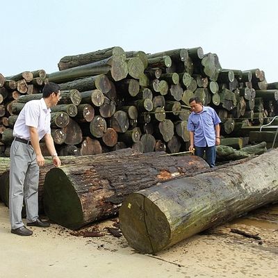 มนุษย์ทําไม้ Veneer ทอง Maple Burl 640-1280mm G.MB-X8008 Fleeced หลังสําหรับภายในรถ
