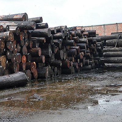 ไม่ธรรมดา ไม้เถ้าสีขาวธรรมชาติ ฟรีเนียร์ Burl Olive AA Grade สําหรับผนัง หนา 0.5mm