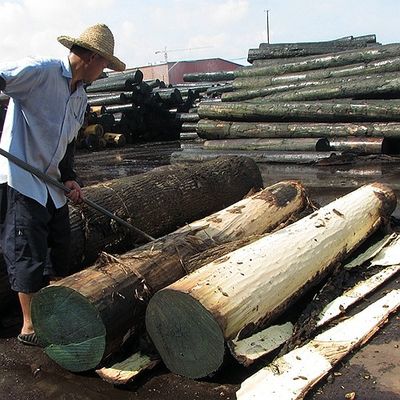 ไม้วีเนียร์ไม้โอ๊คธรรมชาติอเมริกัน Flat Cut Crown Cut Grain เกรด AAA ความหนา 0.5-0.55 มม. สำหรับหน้าตู้จีน